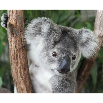 1 buc Kawaii Australia, Koala Jucarie de Plus Animale de Pluș Drăguț Koala Papusa pentru Fete Jucării Cadou de Ziua Decor Acasă